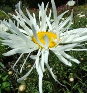 Leucanthemum x superbum Phyllis Smith