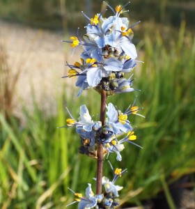 Libertia caerulescens