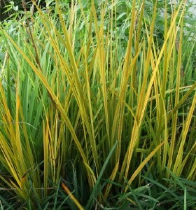 Libertia peregrinans Gold Leaf