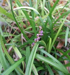 Liriope muscari