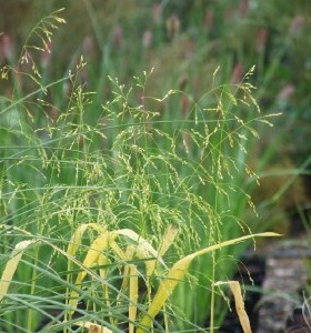 Milium effusum Aureum