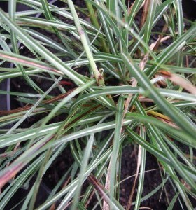 Miscanthus sinensis Adagio