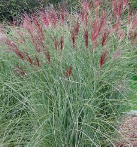 Miscanthus sinensis Flamingo