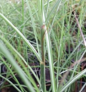 Miscanthus sinensis Gracillimus