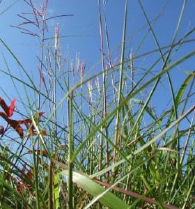 Miscanthus sinensis Kleine Silberspinne