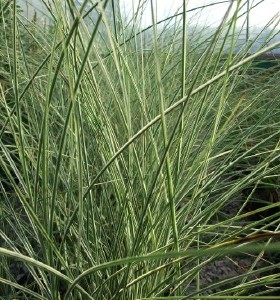 Miscanthus sinensis Morning Light