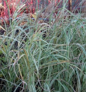 Miscanthus sinensis Variegata