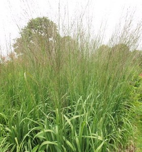 Molinia caerulea Transparent