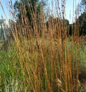 Molinia caerulea arundinacea Windspiel