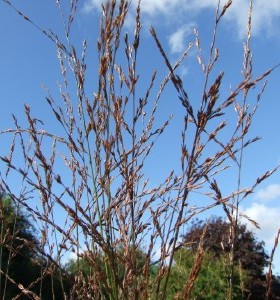 Molinia caerulea arundinacea Skyracer