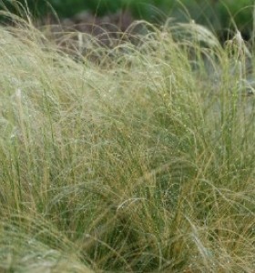 Stipa tenuissima