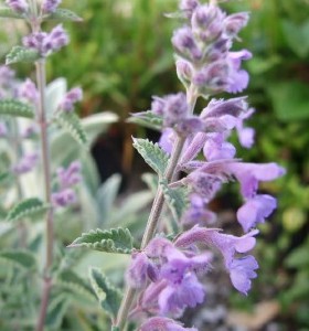 Nepeta Six Hills Giant