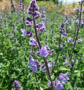 Nepeta x faassenii Kit Kat