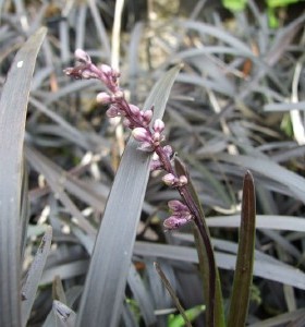 Ophiopogon planiscapus Nigrescens