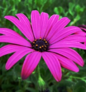 Osteospermum Tresco Purple