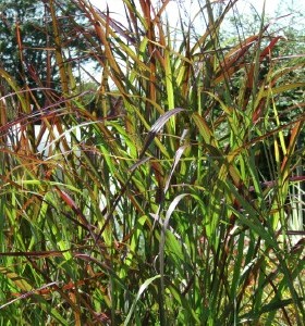 Panicum virgatum Rehbraun