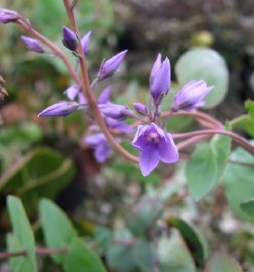 Parahebe perfoliata