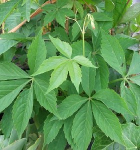 Parthenocissus quinquifolia
