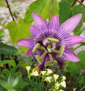 Passiflora amethyst