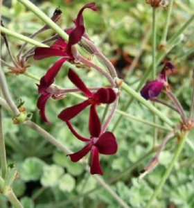 Pelargonium sidoides
