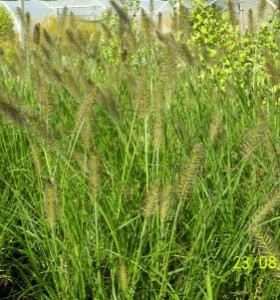 Pennisetum alopecuroides Hameln