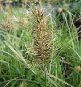 Pennisetum alopecuroides Little Bunny