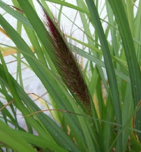 Pennisetum alopecuroides Moudry