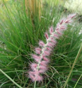 Pennisetum orientale