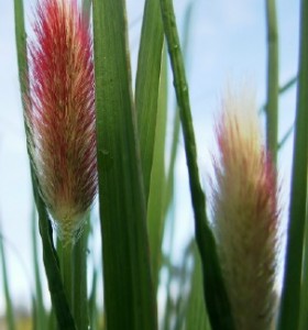 Pennisetum thunbergii Red Buttons