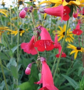 Penstemon King George V