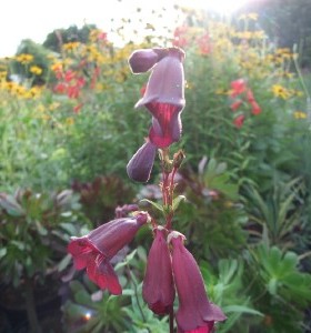 Penstemon Pensham Plum Jerkum