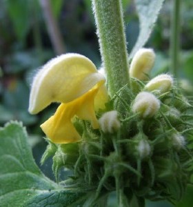 Phlomis russeliana