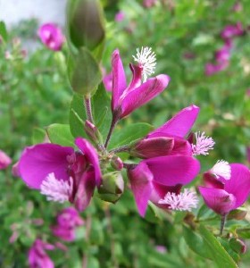 Polygala myrtifolia Grandiflora 