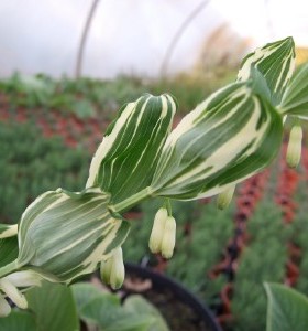 Polygonatum x hybridum Striatum