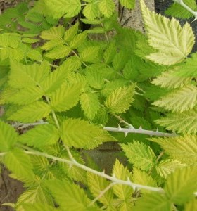 Rubus cockburnianus Goldenvale