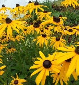 Rudbeckia fulgida deamii