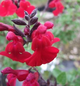 Salvia Dyson's Crimson