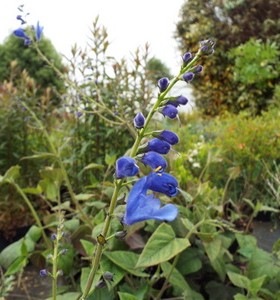 Salvia cacaliifolia