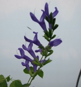 Salvia guaranitica Blue Enigma