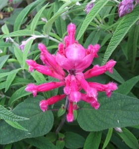 Salvia involucrata Bethellii