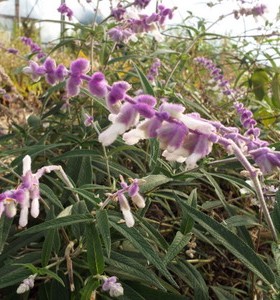 Salvia leucantha