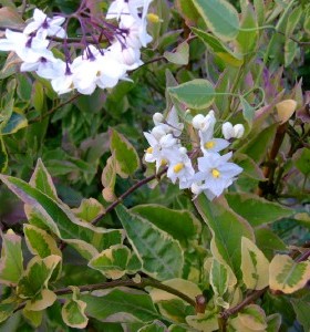 Solanum laxum Aureovariegatum