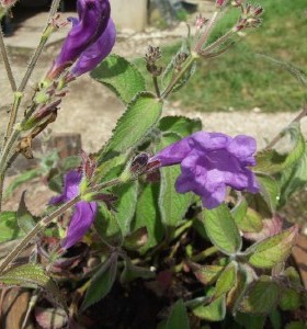 Strobilanthes attenuata