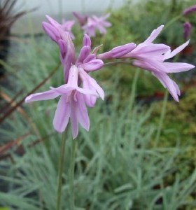 Tulbaghia violacea 'Silver Lace'