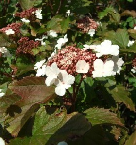 Viburnum sargentii Onondaga