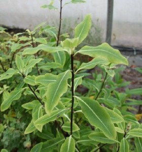 Pittosporum euginoides