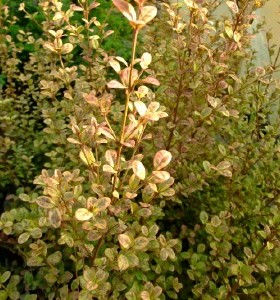Lophomyrtus x ralphii Multicolor