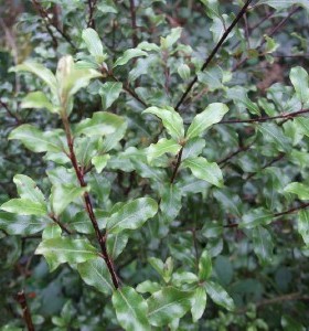 Pittosporum tenuifolium French Lace