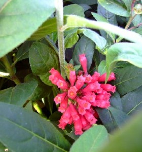 Cestrum rosea Ilnacullin