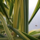 Arundo donax Golden Chain